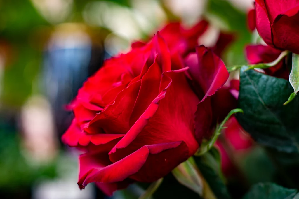 Rote Rose Gauk